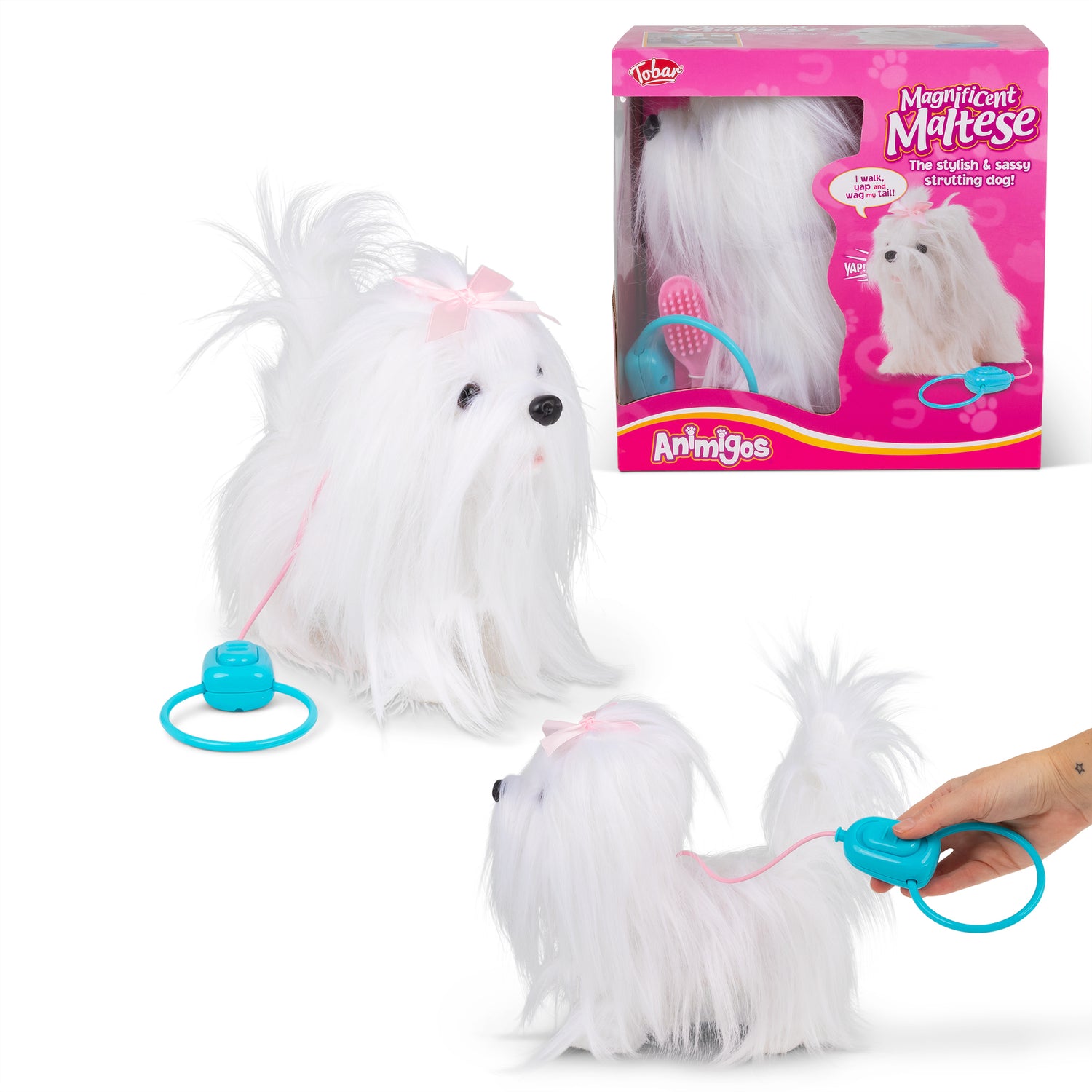 Magnificent Maltese gående hund med lyd