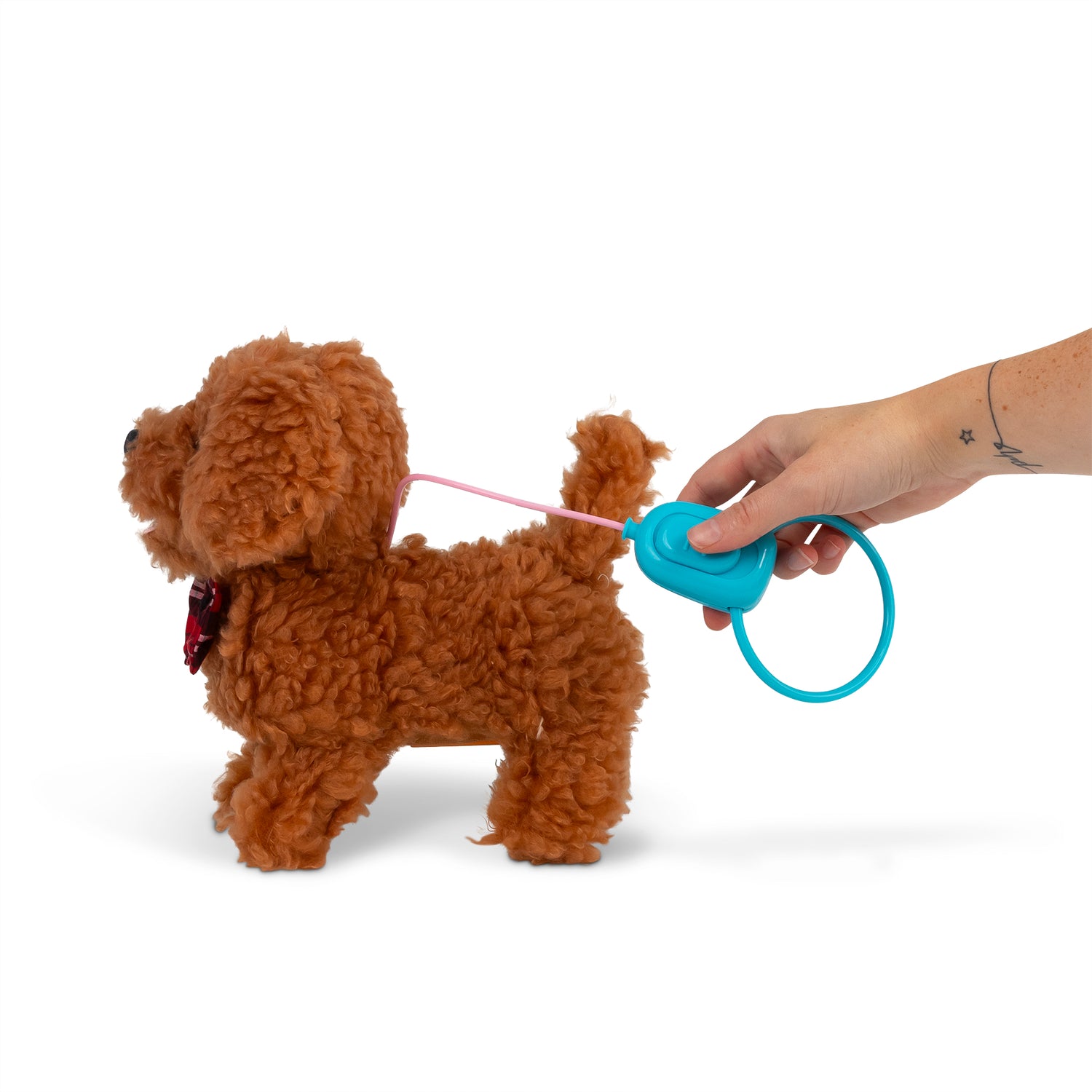 Curly Cockapoo gående hund med lyd