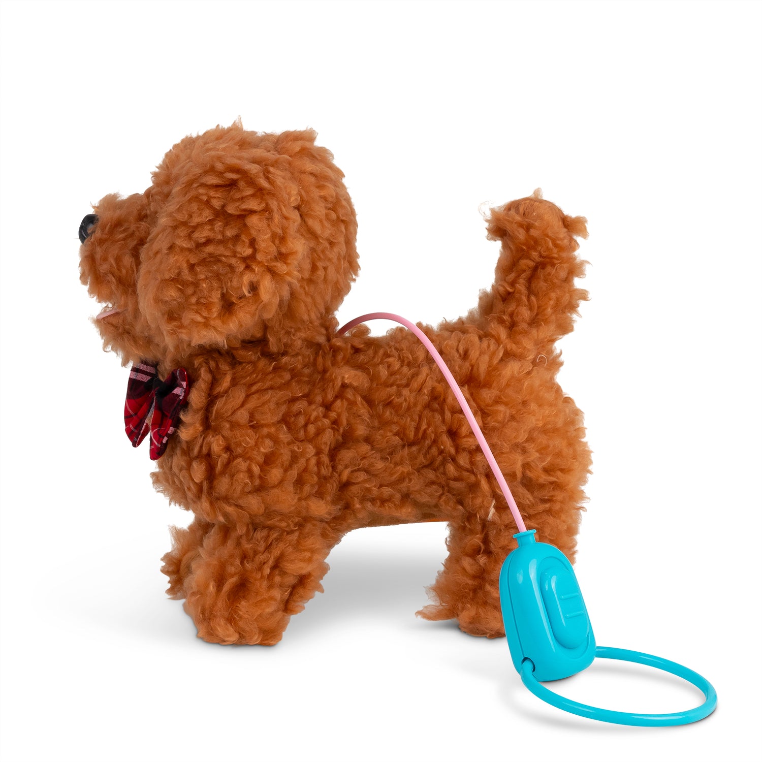 Curly Cockapoo gående hund med lyd